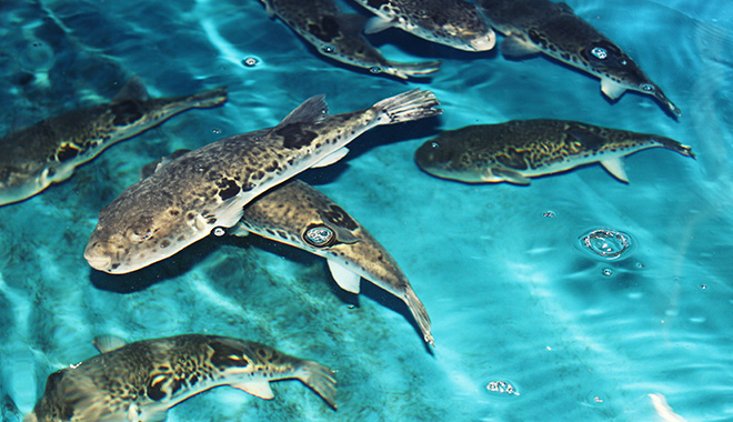 トラフグの寿命はどのくらい 最も寿命が長い海の生きものとは ふぐマガ