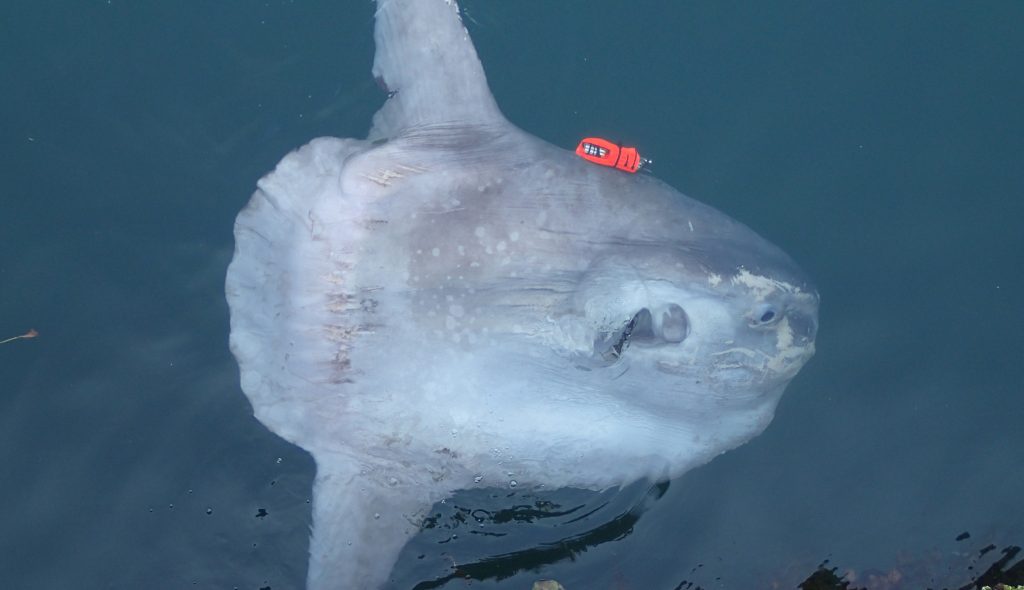 20220420fugu001-1024x590.jpg