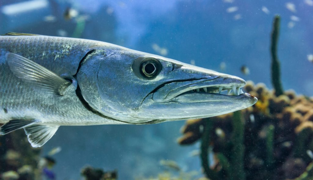 魚類の歯レア希少 釣り上げたら要注意！ ふぐだけじゃない鋭い歯を持つ魚たち ｜ ふぐマガ