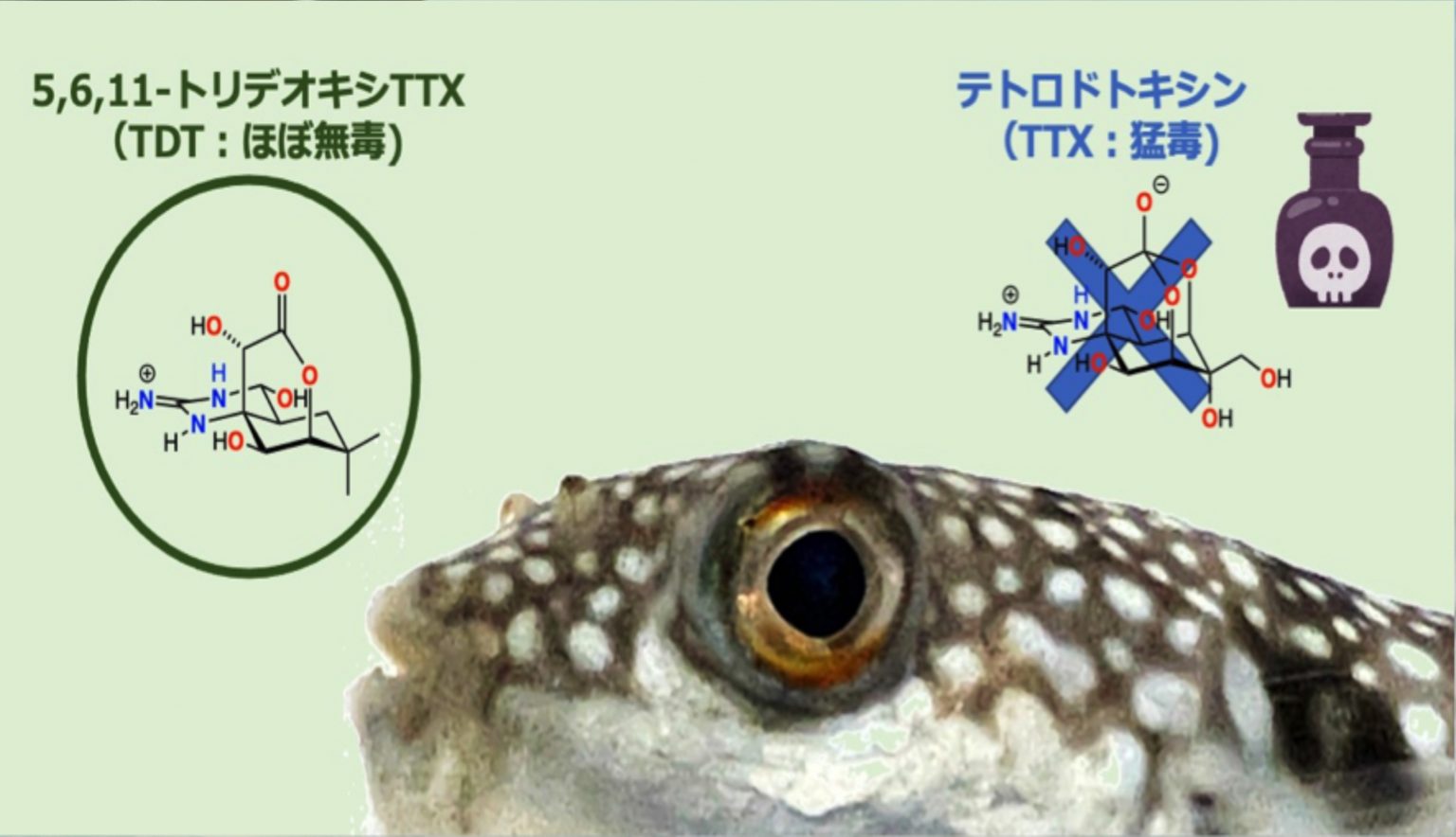フグ毒の「匂い」を感知? 名古屋大の新発見が話題に | ふぐマガ