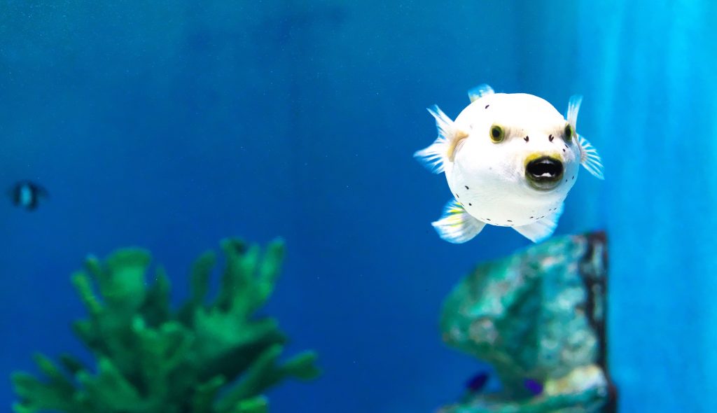 犬顔ふぐ?! コクテンフグの特徴と魅力 ｜ ふぐマガ