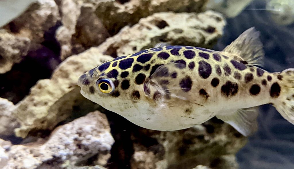 エビが消える?! SNSでミドリフグが話題に ｜ ふぐマガ