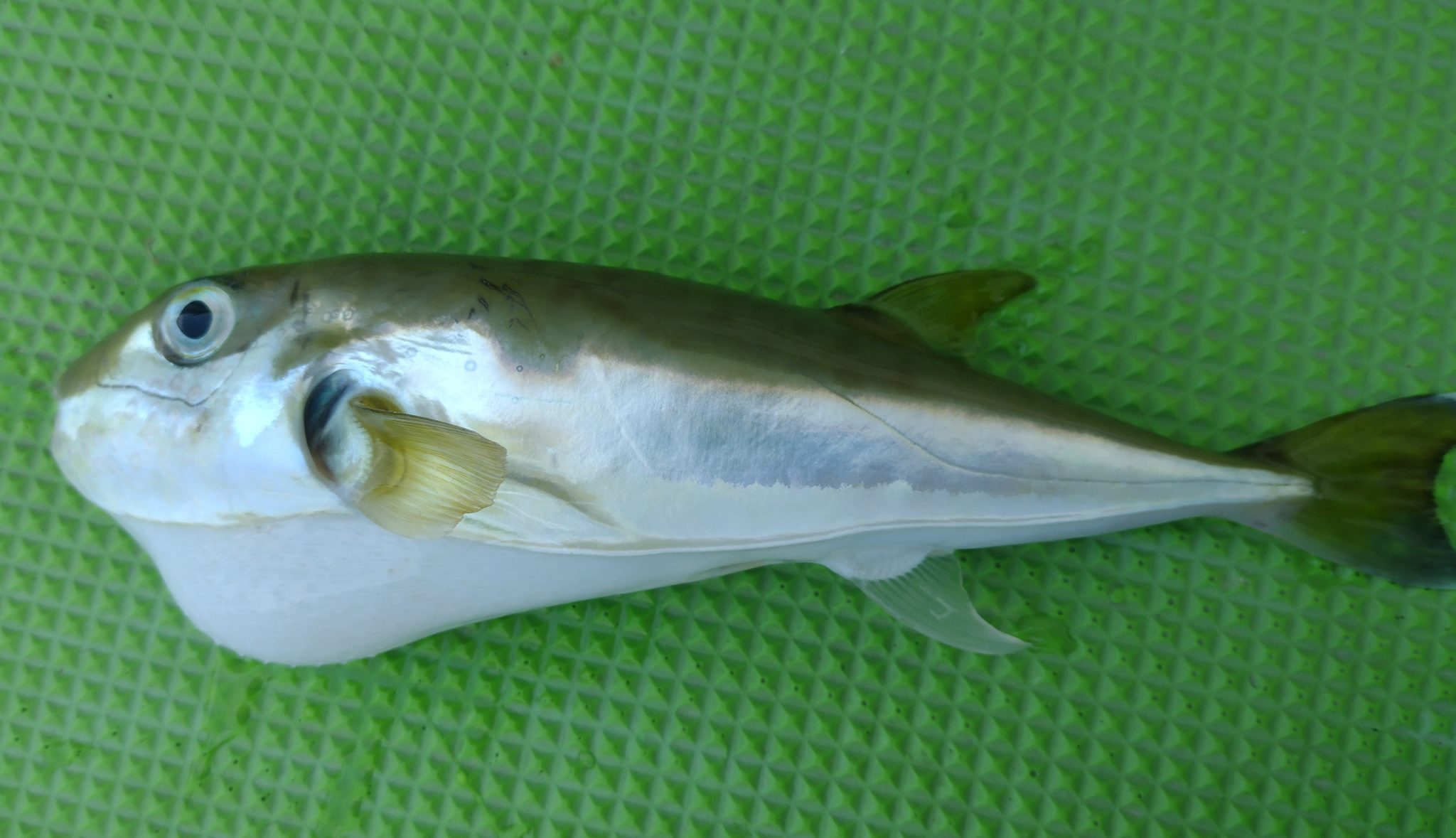 シロサバフグ・クロサバフグにそっくり? ドクサバフグに注意 | ふぐマガ