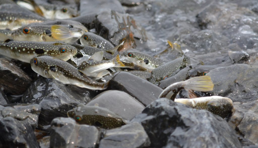 命をつなぐ神秘の営み クサフグ産卵が各地で観測 ｜ ふぐマガ